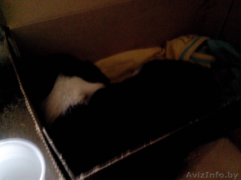 Отдам щенка джек рассел терьера - Изображение #3, Объявление #1122157