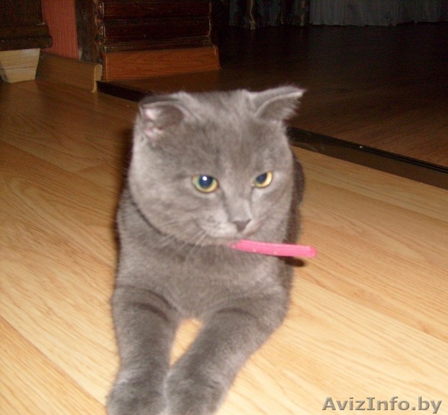 продам очаровательных британских котят - Изображение #3, Объявление #1128250