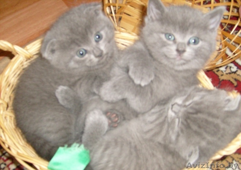 продам очаровательных британских котят - Изображение #1, Объявление #1128250