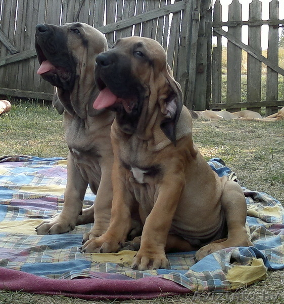 фила бразилейро щенки - Изображение #2, Объявление #1128198