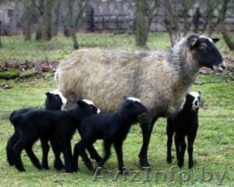 Баранина и козлятина - Изображение #3, Объявление #1141657