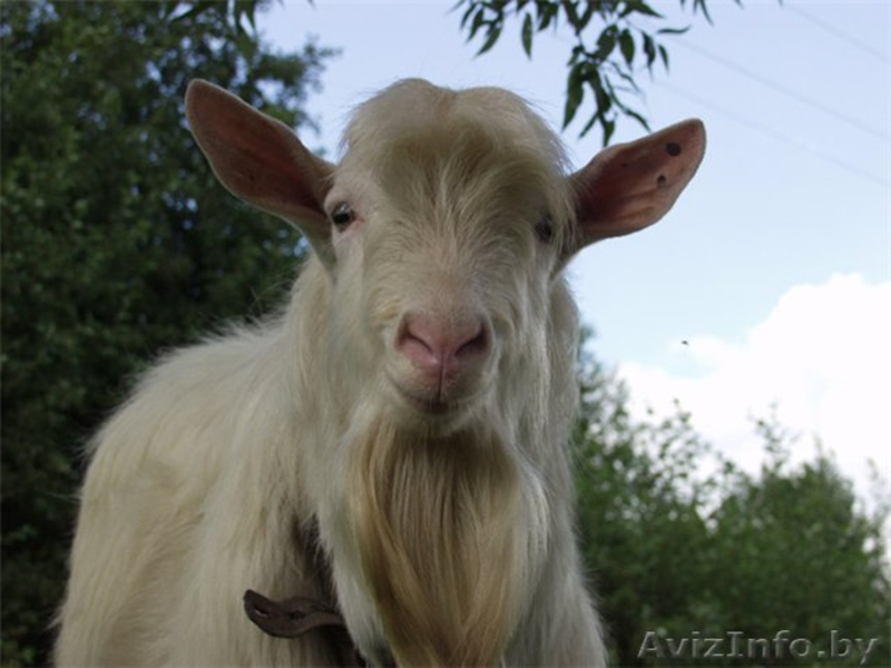 Баранина и козлятина - Изображение #2, Объявление #1141657