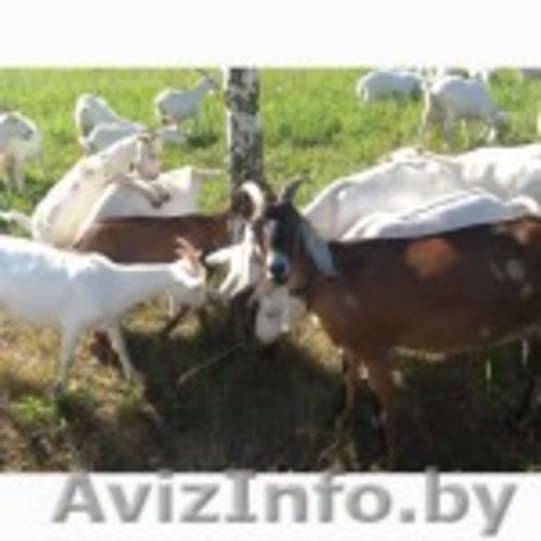 Баранина и козлятина - Изображение #4, Объявление #1141657