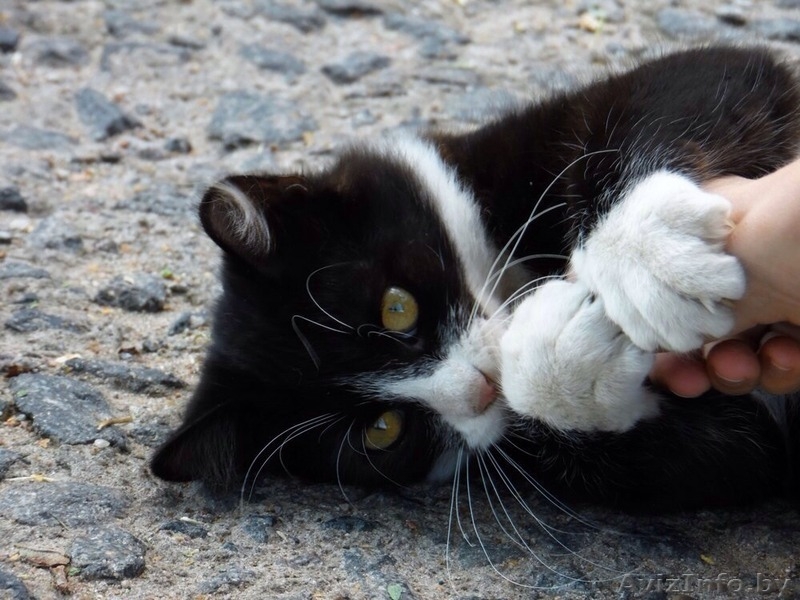 Красавец-котомужчина в дар! - Изображение #6, Объявление #1144610