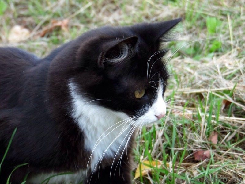 Красавец-котомужчина в дар! - Изображение #3, Объявление #1144610