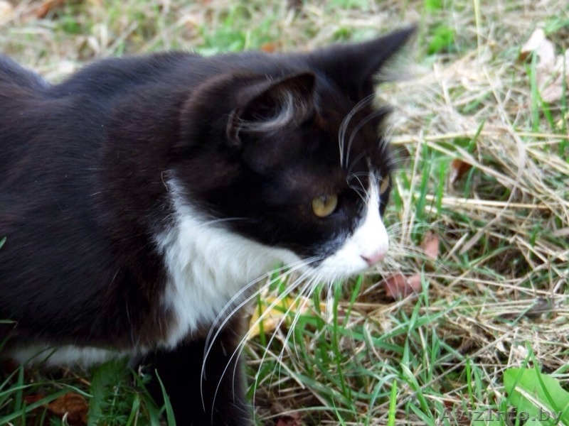 Красавец-котомужчина в дар! - Изображение #2, Объявление #1144610