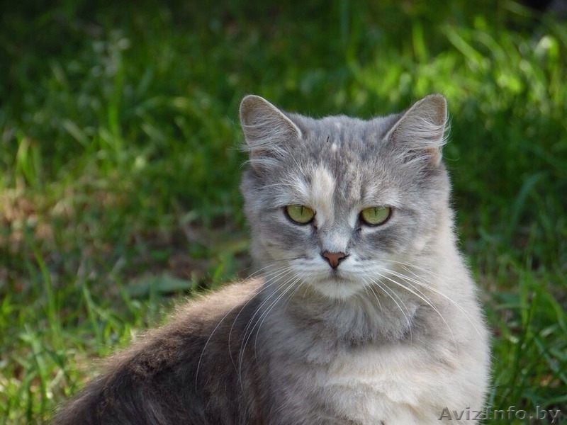 Молоденькая кошечка Катерина в дар! - Изображение #2, Объявление #1144605