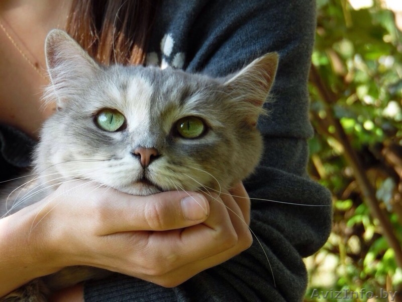 Молоденькая кошечка Катерина в дар! - Изображение #1, Объявление #1144605