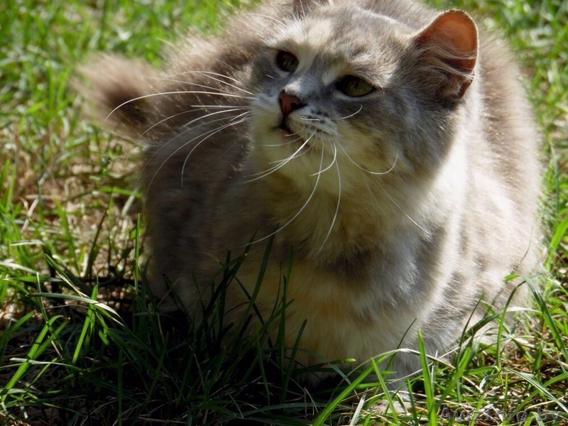 Молоденькая кошечка Катерина в дар! - Изображение #4, Объявление #1144605