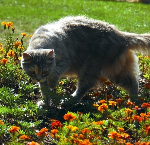 Молоденькая кошечка Катерина в дар! - Изображение #5, Объявление #1144605