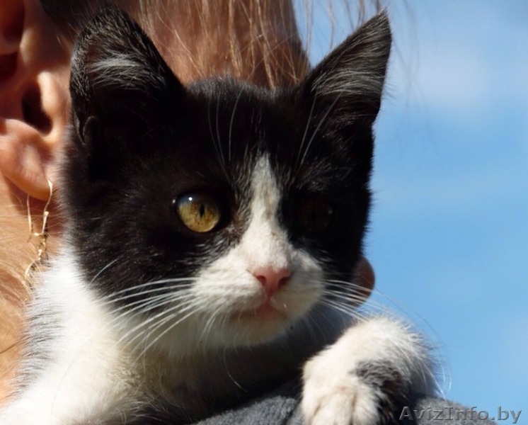 НЕОБЫЧНАЯ МАЛЫШКА В ДАР! - Изображение #4, Объявление #1144598