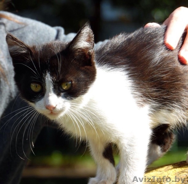 НЕОБЫЧНАЯ МАЛЫШКА В ДАР! - Изображение #6, Объявление #1144598