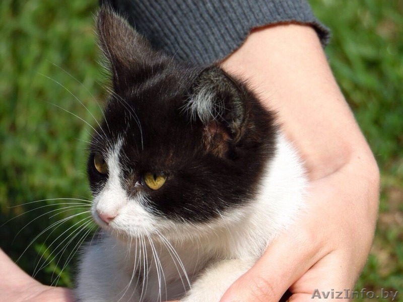 НЕОБЫЧНАЯ МАЛЫШКА В ДАР! - Изображение #1, Объявление #1144598