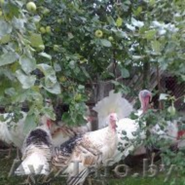 индюков и индюшек  - Изображение #1, Объявление #1149594