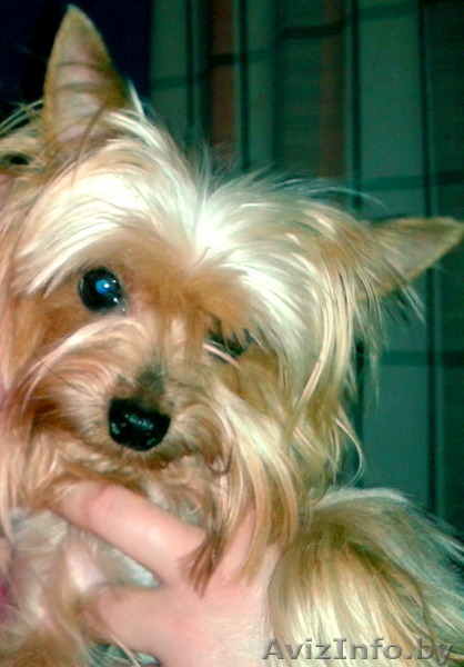 Продам щенков йоркширских терьеров  - Изображение #2, Объявление #1164451