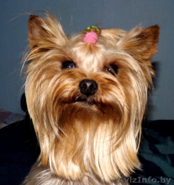 Продам щенков йоркширских терьеров  - Изображение #1, Объявление #1164451