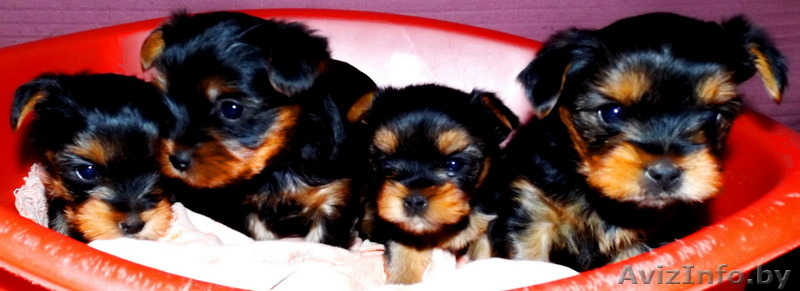 Продам щенков йоркширских терьеров  - Изображение #4, Объявление #1164451