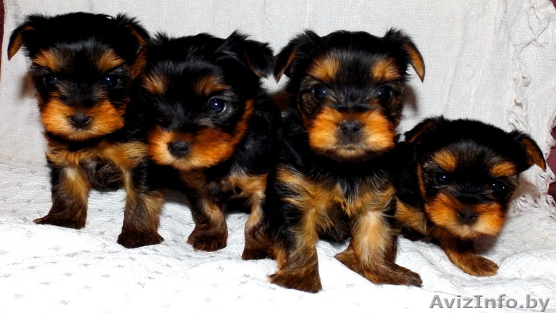 Продам щенков йоркширских терьеров  - Изображение #3, Объявление #1164451