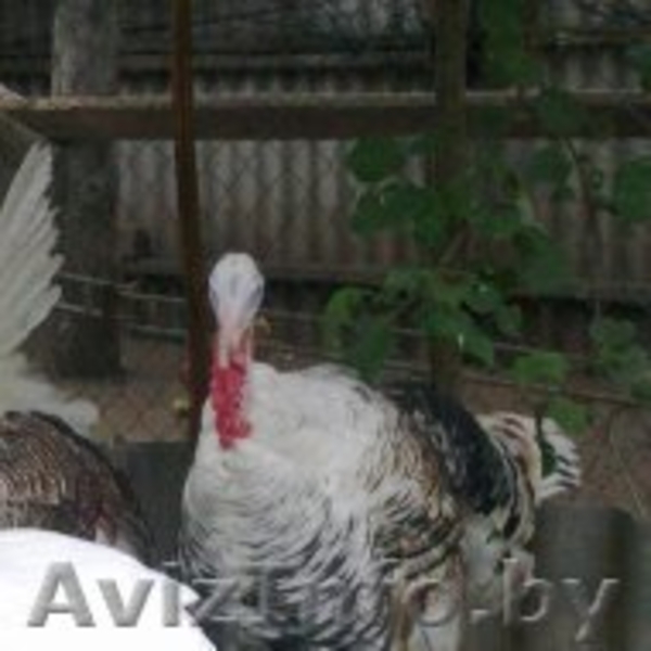 индюков и индюшек  - Изображение #2, Объявление #1149594