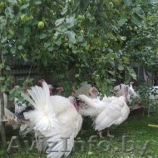 индюков и индюшек  - Изображение #6, Объявление #1149594