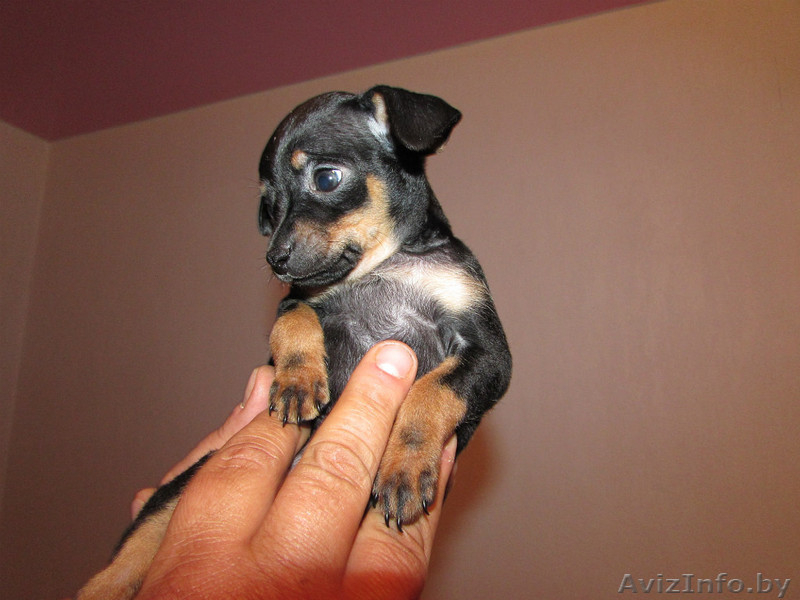 Той-терьер мини  - Изображение #1, Объявление #1163791