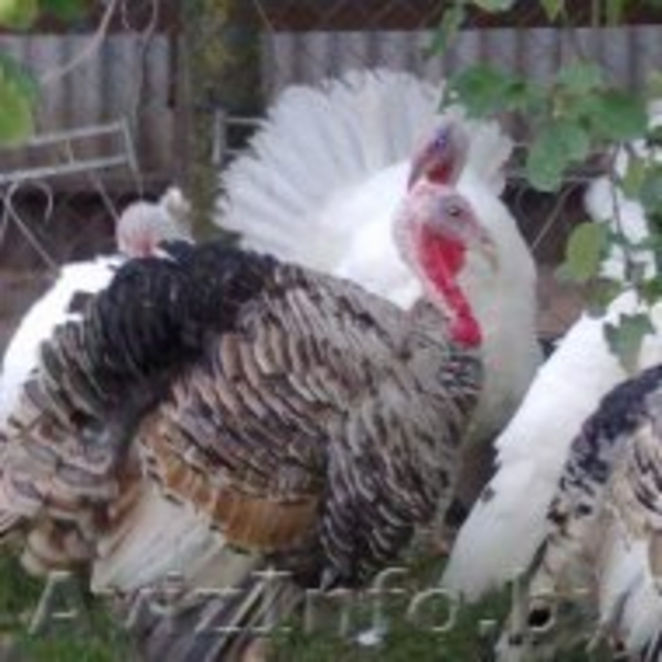 индюков и индюшек  - Изображение #5, Объявление #1149594