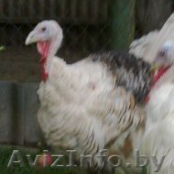 индюков и индюшек  - Изображение #4, Объявление #1149594