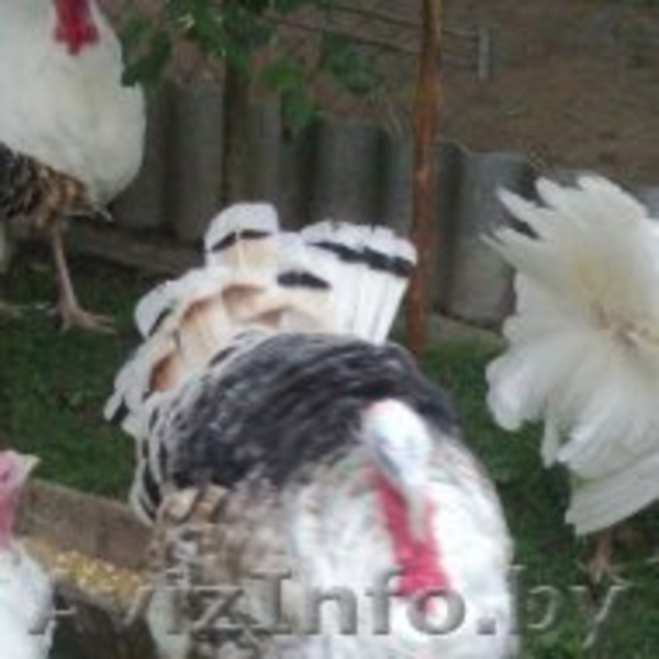 индюков и индюшек  - Изображение #3, Объявление #1149594