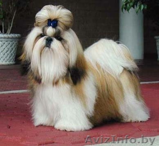 ОЧАРОВАТЕЛЬНЫЕ ЩЕНКИ ШИТ-ЦУ - Изображение #4, Объявление #1186329