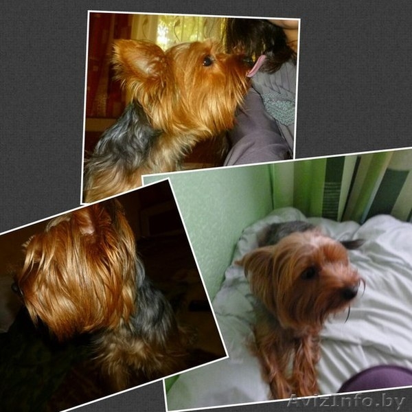 Пропал йоркширский терьер (девочка) - Изображение #1, Объявление #1200257