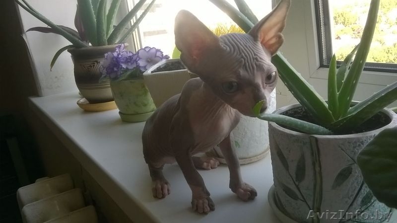 котёнок сфинкса - Изображение #2, Объявление #1281691