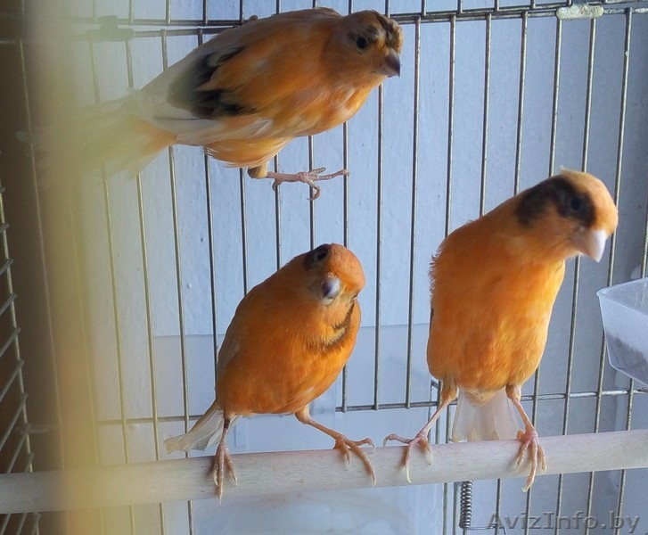 кенары, канарейки - Изображение #2, Объявление #1295963