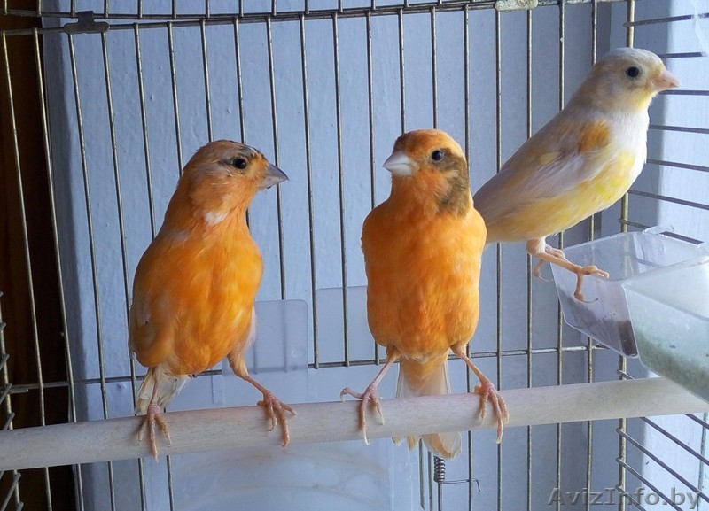кенары, канарейки - Изображение #1, Объявление #1295963