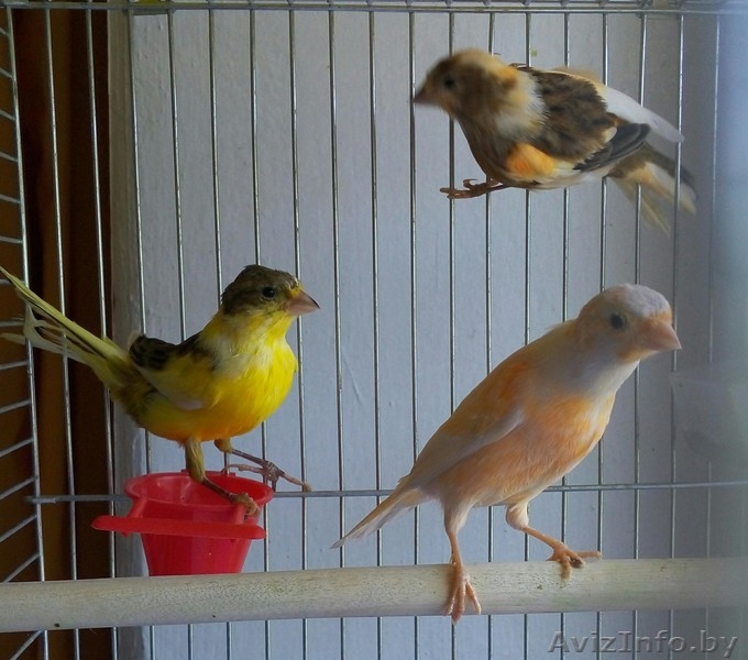 кенары, канарейки - Изображение #3, Объявление #1295963