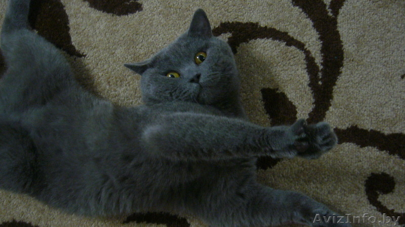 Вязка британского кота - Изображение #2, Объявление #1301991