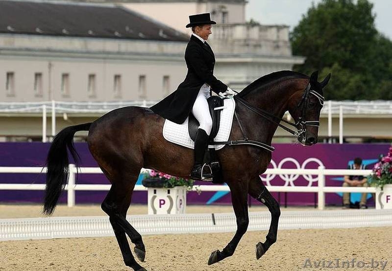 Катание на лошадях, тренажерный зал, сауна - Изображение #2, Объявление #1336538