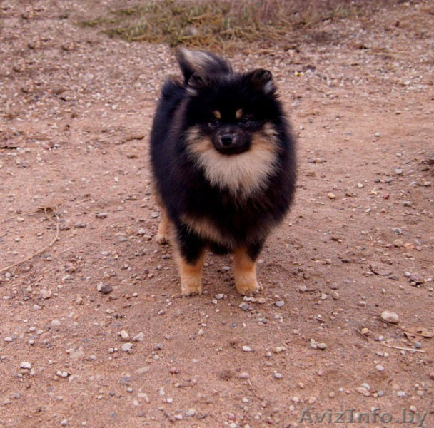  Немецкий малый шпиц - Изображение #5, Объявление #1347226