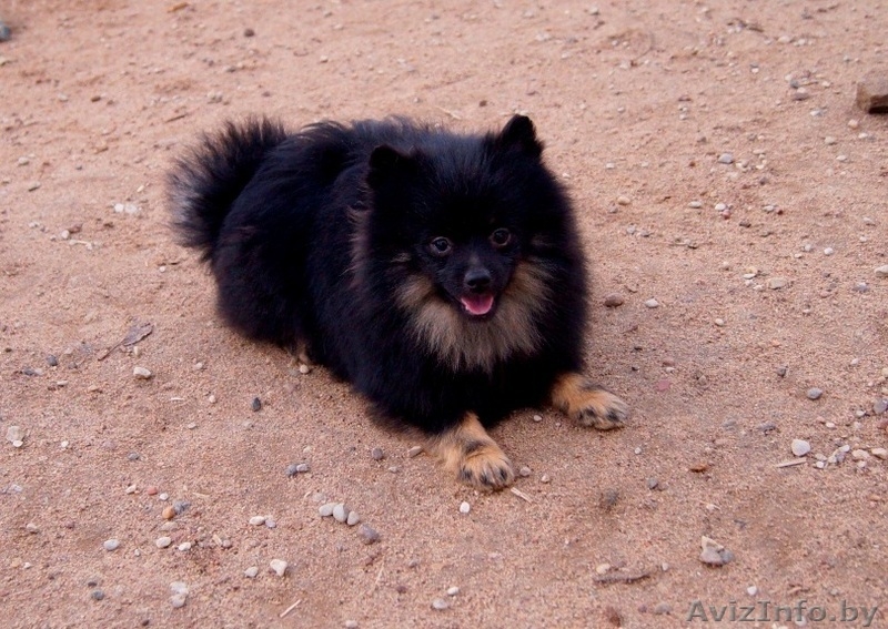  Немецкий малый шпиц - Изображение #1, Объявление #1347226