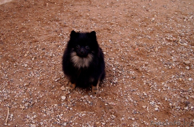  Немецкий малый шпиц - Изображение #2, Объявление #1347226