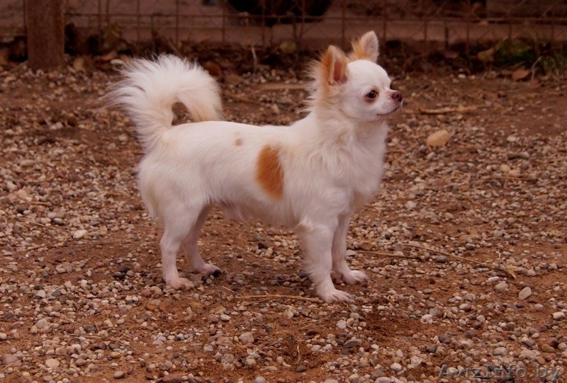  кобель Чихуахуа - Изображение #1, Объявление #1347238