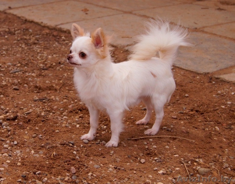  кобель Чихуахуа - Изображение #4, Объявление #1347238