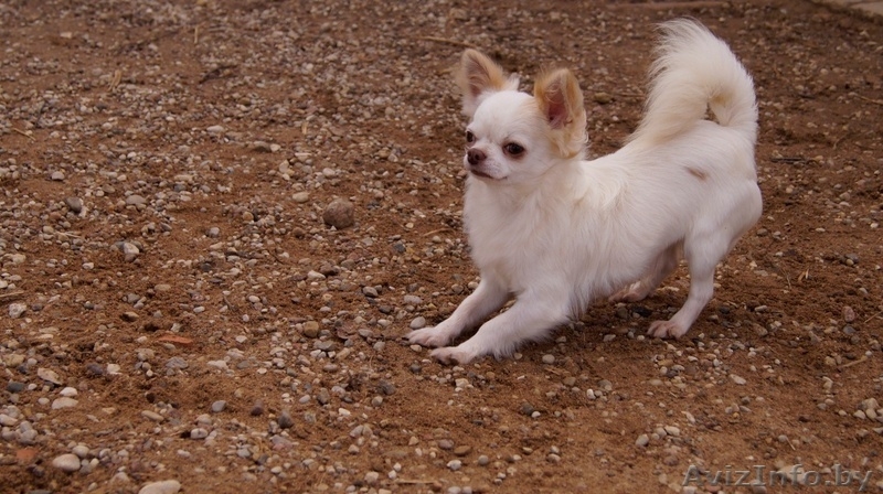  2 года кобель Чихуахуа - Изображение #5, Объявление #1347240