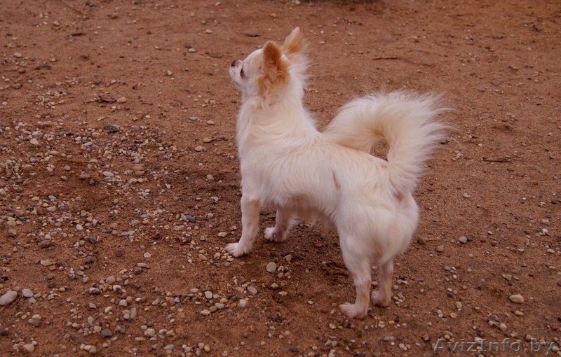  кобель Чихуахуа - Изображение #7, Объявление #1347238