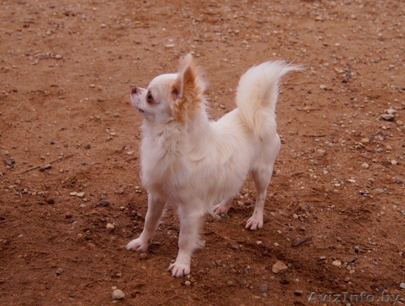  2 года кобель Чихуахуа - Изображение #7, Объявление #1347240