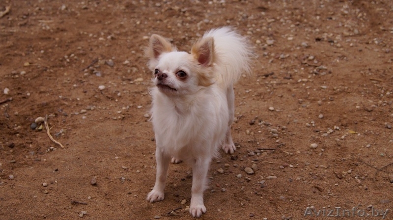  кобель Чихуахуа - Изображение #6, Объявление #1347238