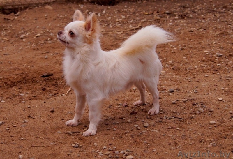  кобель Чихуахуа - Изображение #3, Объявление #1347238