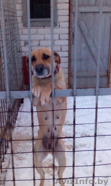 Отдается в заботливые руки! - Изображение #2, Объявление #1346554