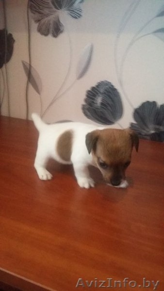 Продаю очаровательных Щенков Джек Рассел Терьера - Изображение #3, Объявление #1345151