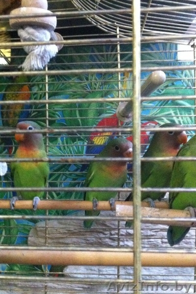 Попугай-неразлучник - Изображение #2, Объявление #1345930