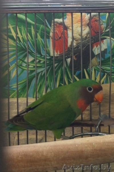 Попугай-неразлучник - Изображение #3, Объявление #1345930